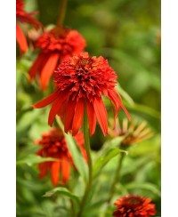 Jeżówka 'Hot Papaya'  Echinacea