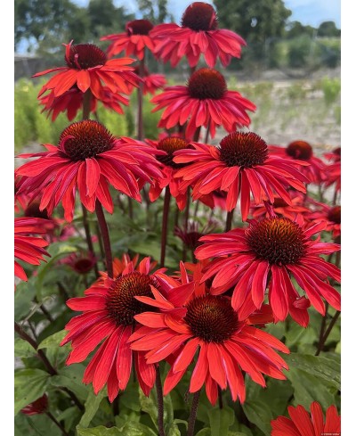 Jeżówka 'Hot Summer Imp.'  Echinacea