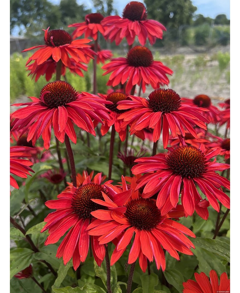 Jeżówka 'Hot Summer Imp.'  Echinacea