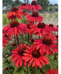 Jeżówka 'Hot Summer Imp.'  Echinacea