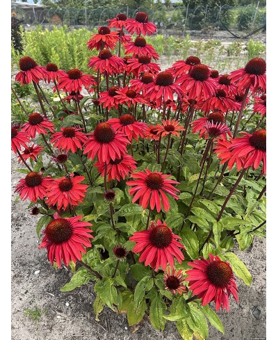 Jeżówka 'Hot Summer Imp.'  Echinacea
