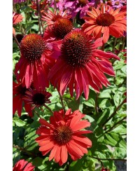 Jeżówka 'Hot Summer Imp.'  Echinacea