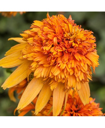 Jeżówka 'Marmalade'  Echinacea