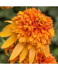 Jeżówka 'Marmalade'  Echinacea