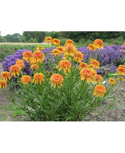 Jeżówka 'Marmalade'  Echinacea