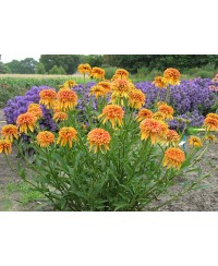 Jeżówka 'Marmalade'  Echinacea
