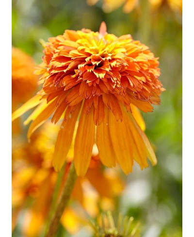 Jeżówka 'Marmalade'  Echinacea