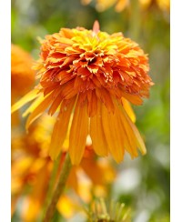 Jeżówka 'Marmalade'  Echinacea