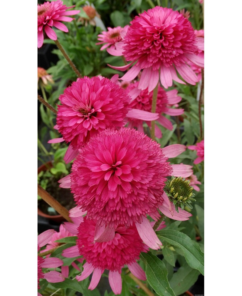 Jeżówka 'Southern Belle'  Echinacea