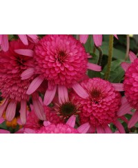 Jeżówka 'Southern Belle'  Echinacea