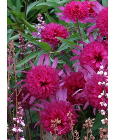 Jeżówka 'Southern Belle'  Echinacea