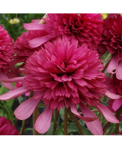 Jeżówka 'Southern Belle'  Echinacea