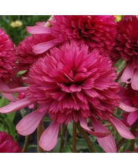 Jeżówka 'Southern Belle'  Echinacea