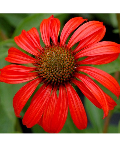 Jeżówka 'Tomato Soup'  Echinacea