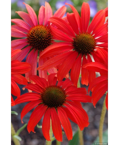 Jeżówka 'Tomato Soup'  Echinacea