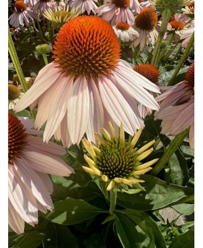 Jeżówka 'Garden Salmon'  Echinacea