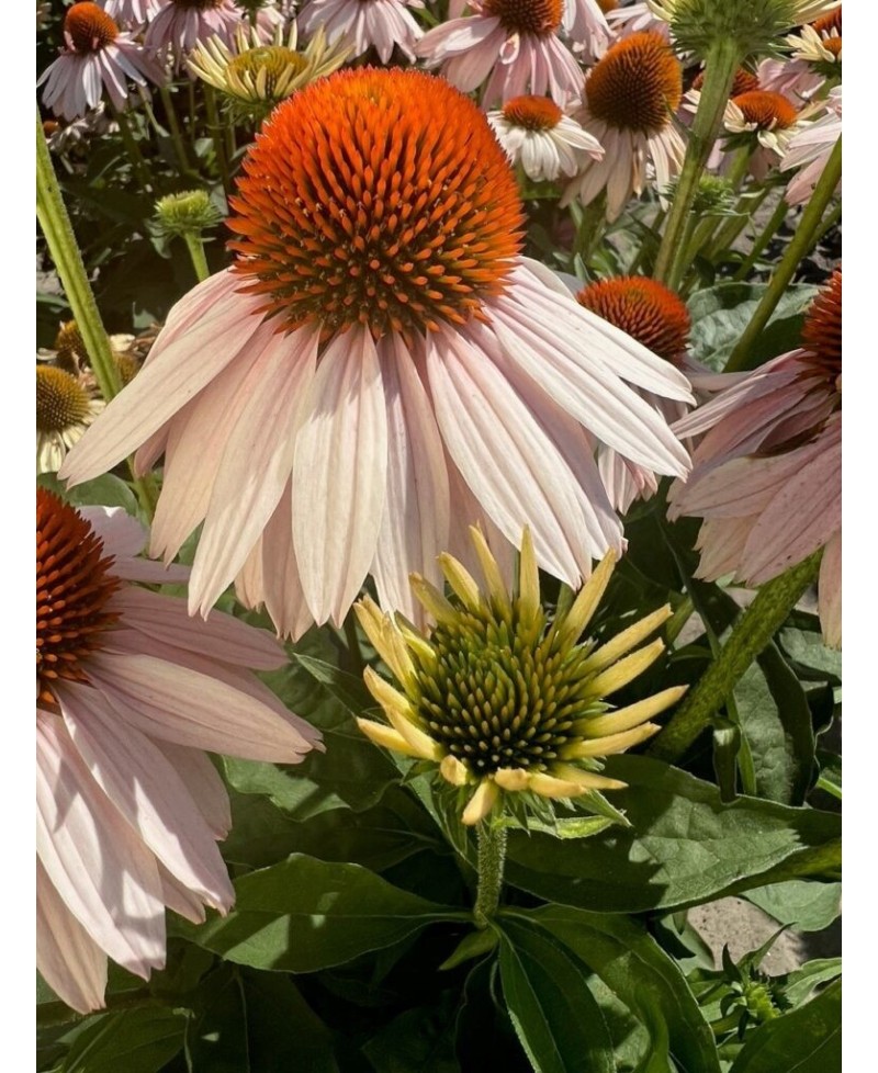 Jeżówka 'Garden Salmon'  Echinacea