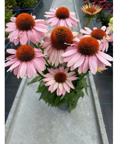 Jeżówka 'Garden Salmon'  Echinacea