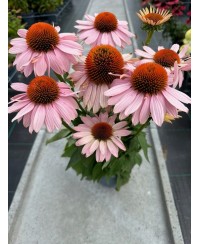 Jeżówka 'Garden Salmon'  Echinacea