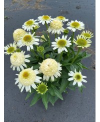 Jeżówka 'Double White Compact'  Echinacea