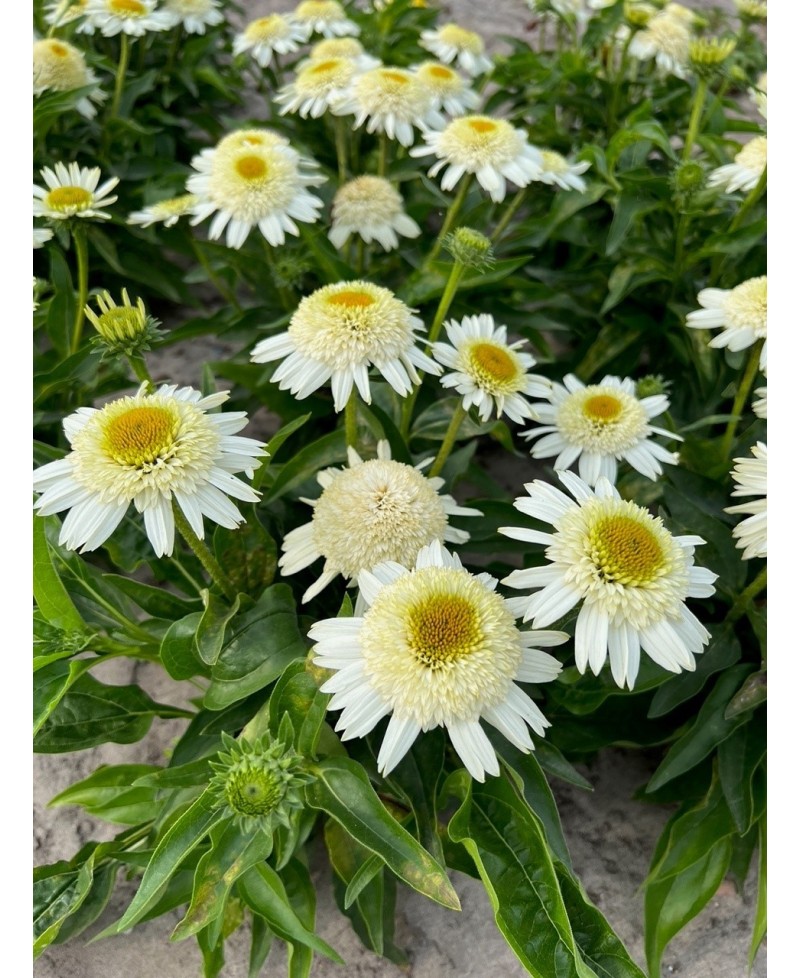 Jeżówka 'Double White Compact'  Echinacea