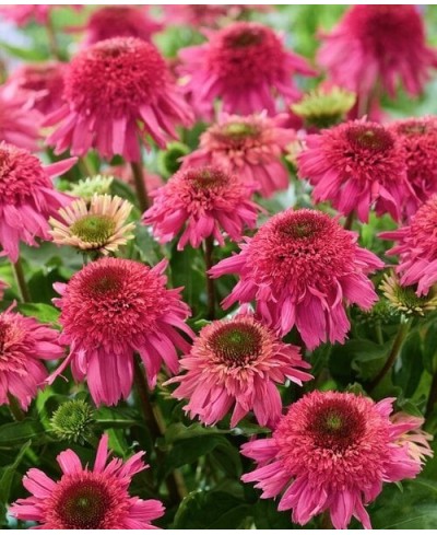 Jeżówka 'Delicious Strawberry' Echinacea