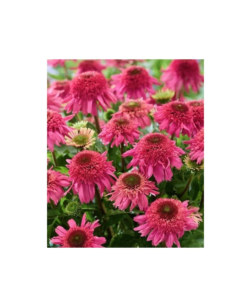 Jeżówka 'Delicious Strawberry' Echinacea