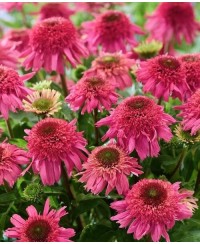 Jeżówka 'Delicious Strawberry' Echinacea
