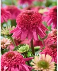Jeżówka 'Delicious Strawberry' Echinacea