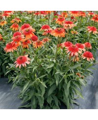 Jeżówka 'Cara Mia Coral'  Echinacea
