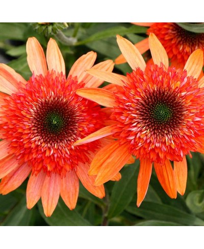 Jeżówka 'Cara Mia Coral'  Echinacea