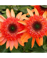 Jeżówka 'Cara Mia Coral'  Echinacea