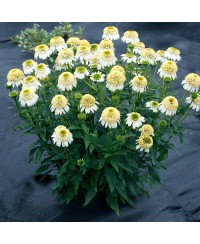 Jeżówka 'Cara Mia Sands'  Echinacea
