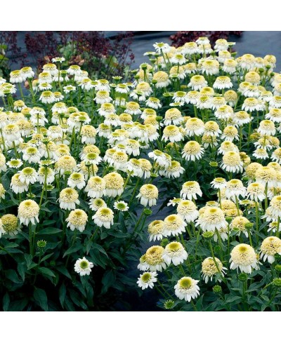 Jeżówka 'Cara Mia Sands'  Echinacea