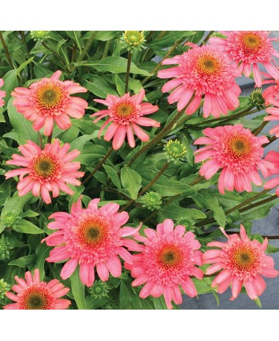 Jeżówka 'Seashell'  Echinacea