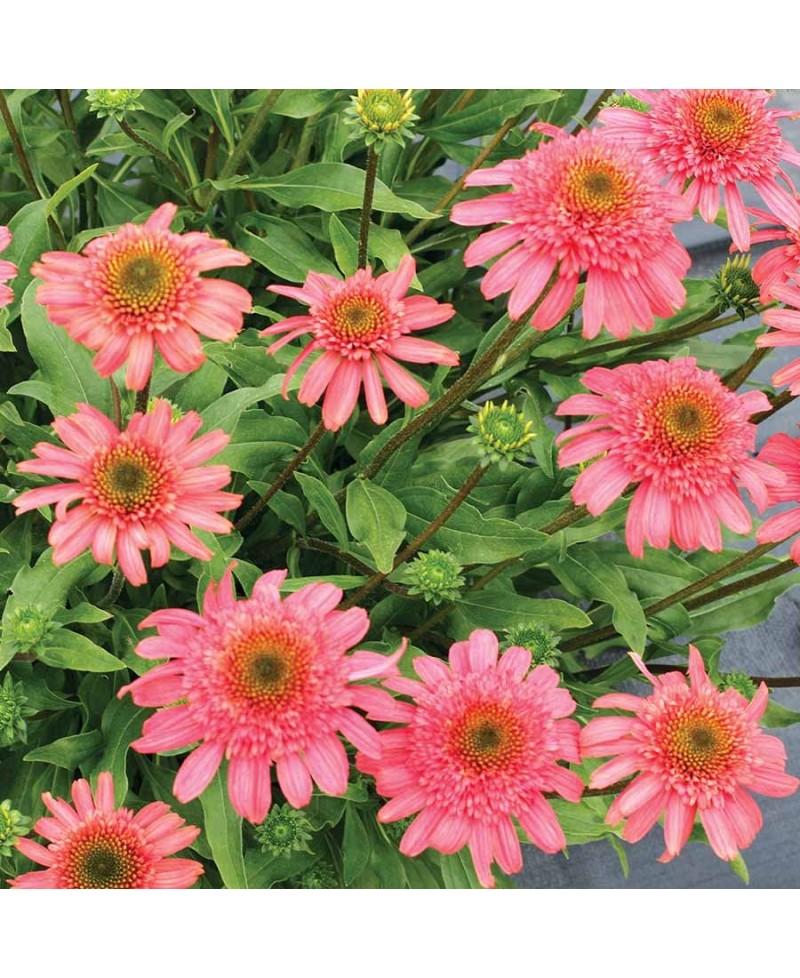 Jeżówka 'Seashell'  Echinacea