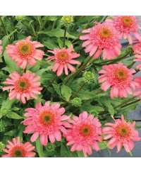 Jeżówka 'Seashell'  Echinacea