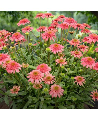 Jeżówka 'Seashell'  Echinacea