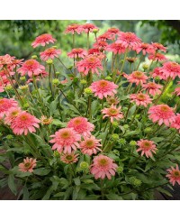 Jeżówka 'Seashell'  Echinacea