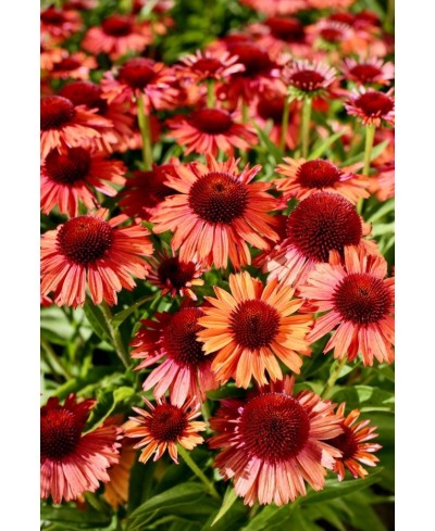 Jeżówka 'Meditation Orange' Echinacea
