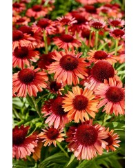 Jeżówka 'Meditation Orange' Echinacea
