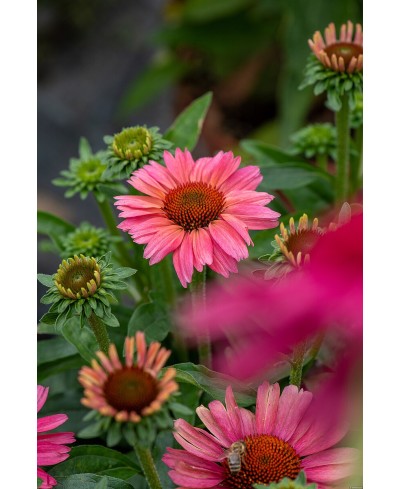 Jeżówka 'Meditation Cerise'  Echinacea