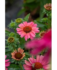 Jeżówka 'Meditation Cerise'  Echinacea