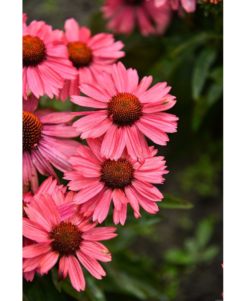 Jeżówka 'Meditation Cerise'  Echinacea