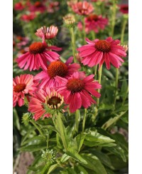 Jeżówka 'Meditation Cerise'  Echinacea