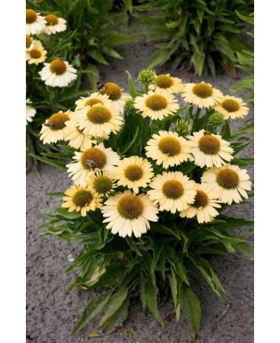 Jeżówka 'Meditation Lime'  Echinacea