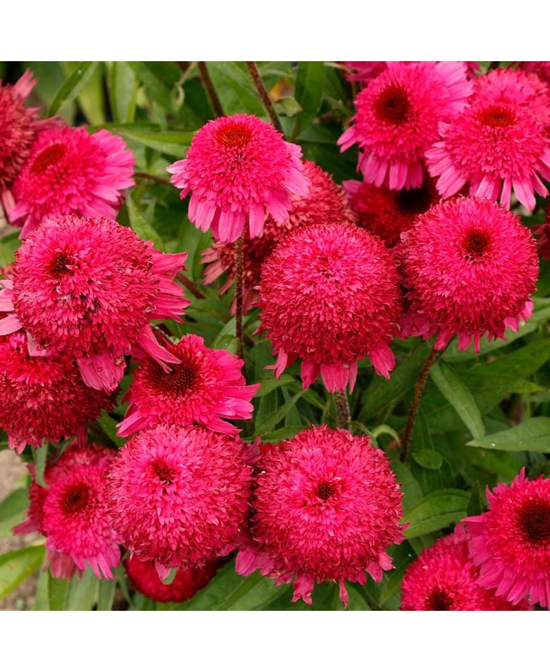 Jeżówka 'Paso Doble Fuchsia  Echinacea