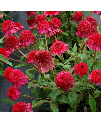 Jeżówka 'Paso Doble Fuchsia  Echinacea