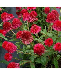 Jeżówka 'Paso Doble Fuchsia  Echinacea
