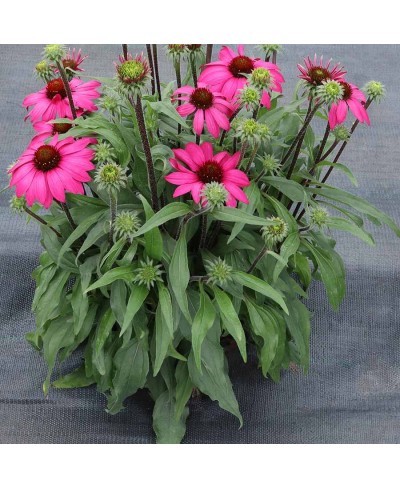 Jeżówka 'Prima Berry'  Echinacea